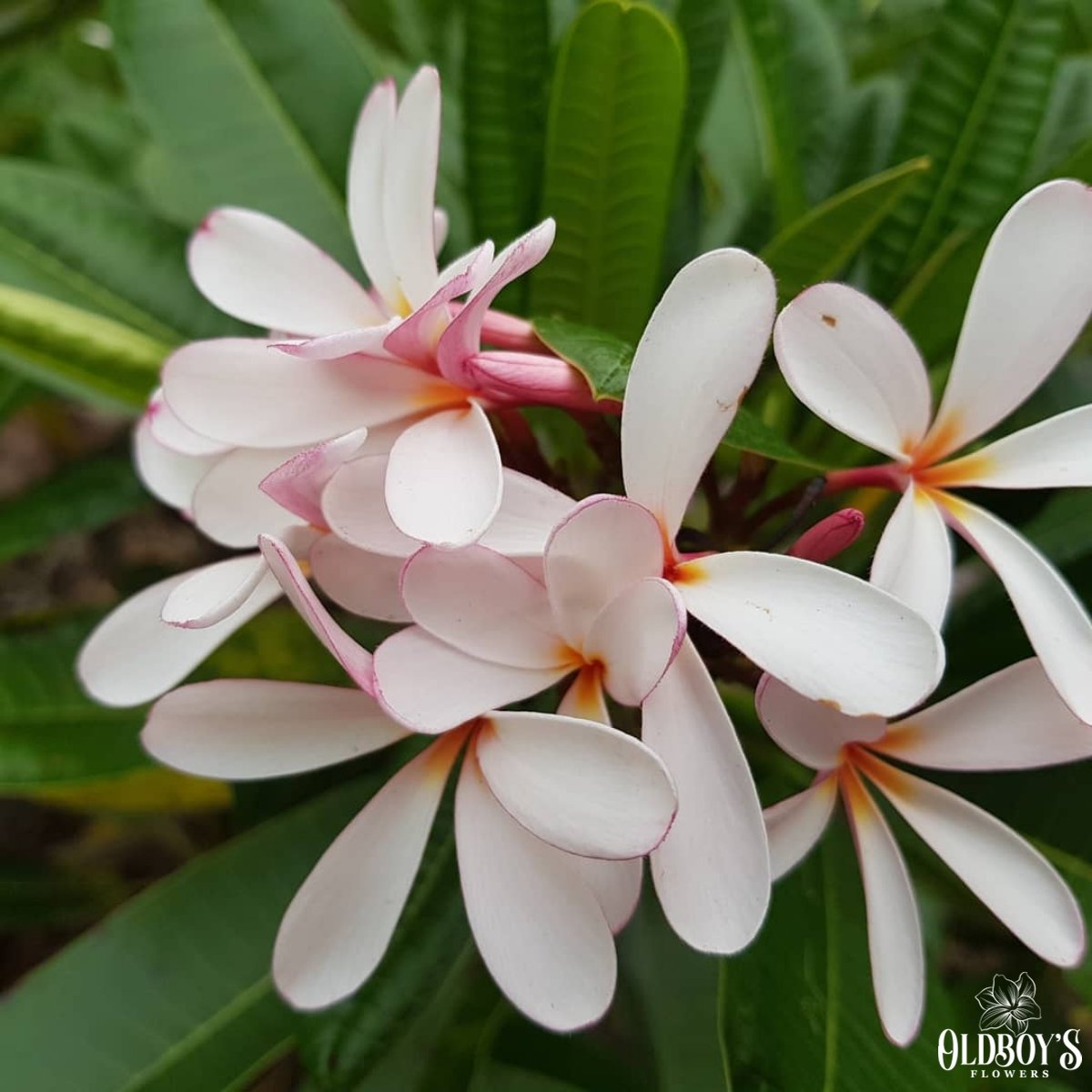 Frangipani (Plumeria Rubra) - Cuttings & Bare-rooted - Oldboy&