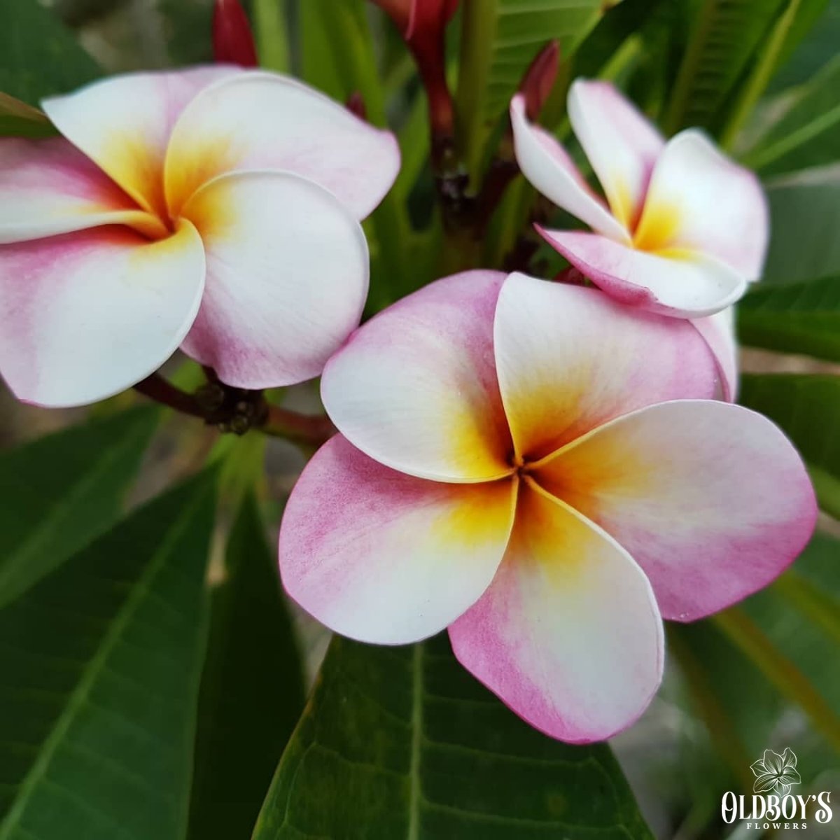 Frangipani (Plumeria Rubra) - Cuttings & Bare-rooted - Oldboy&