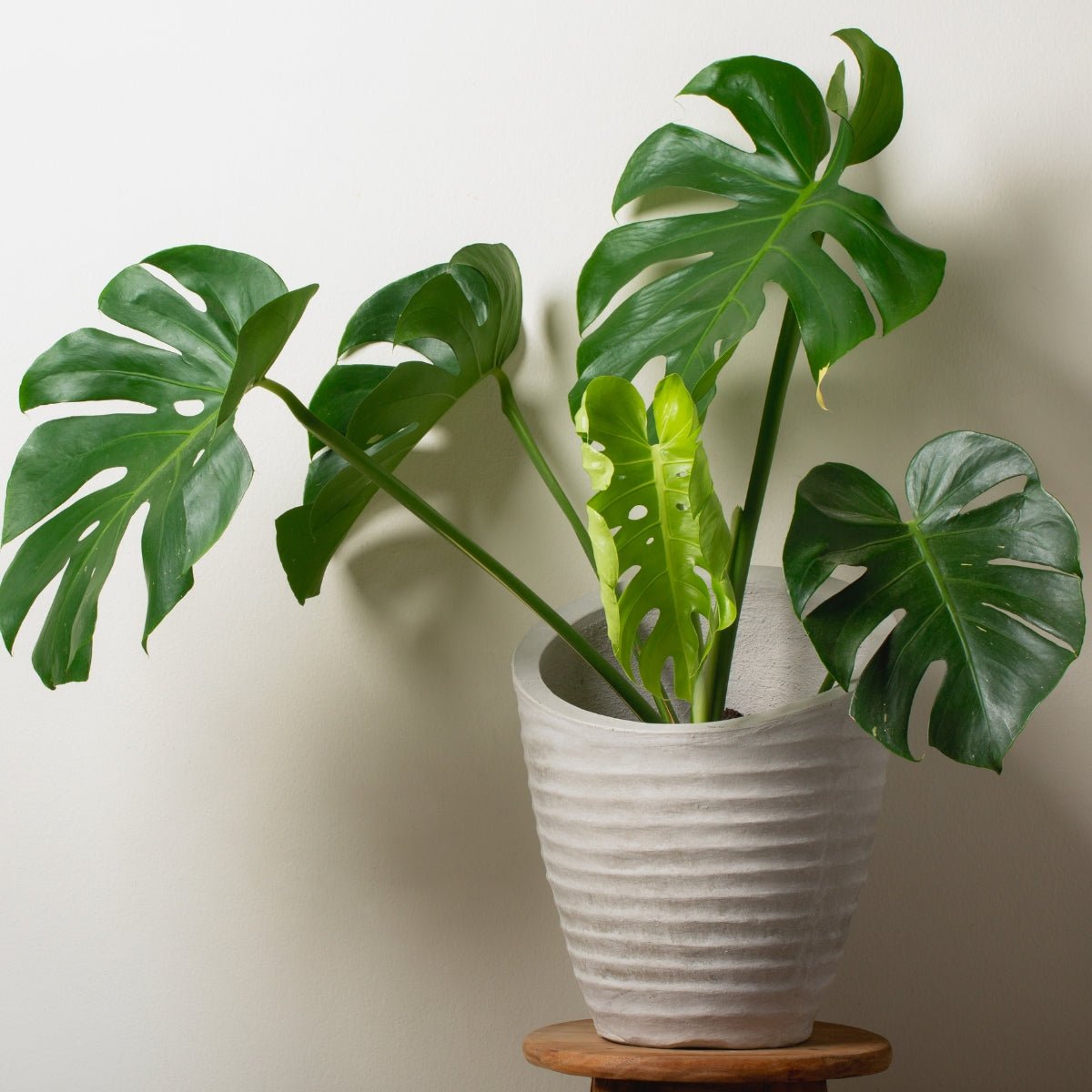 Monstera | Delicosa - Oldboy&