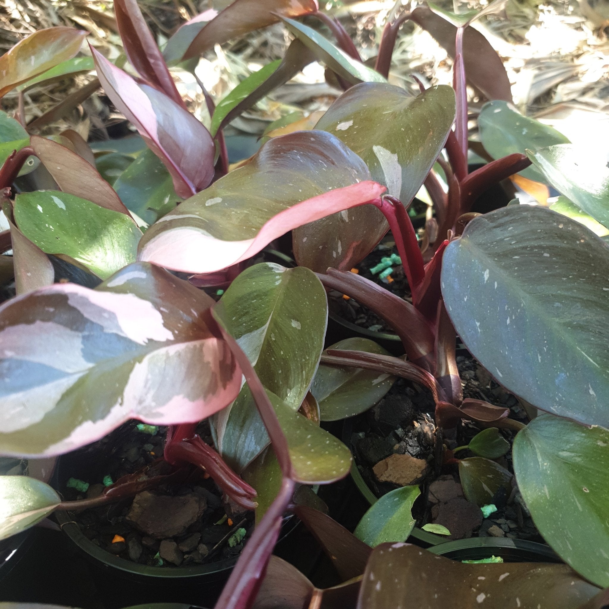 Pink Princess | Philodendron - Oldboy&