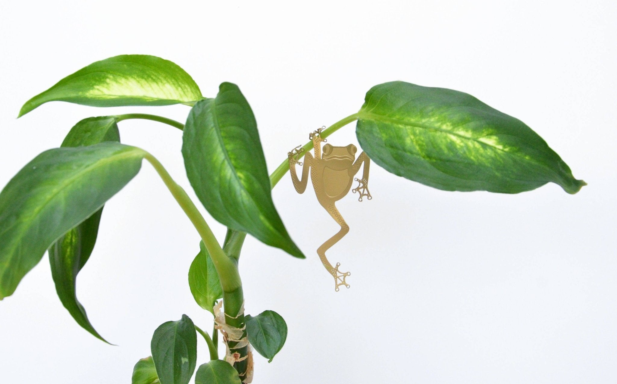 Plant Animal - Tree Frog, unique house plant gift - Oldboy&
