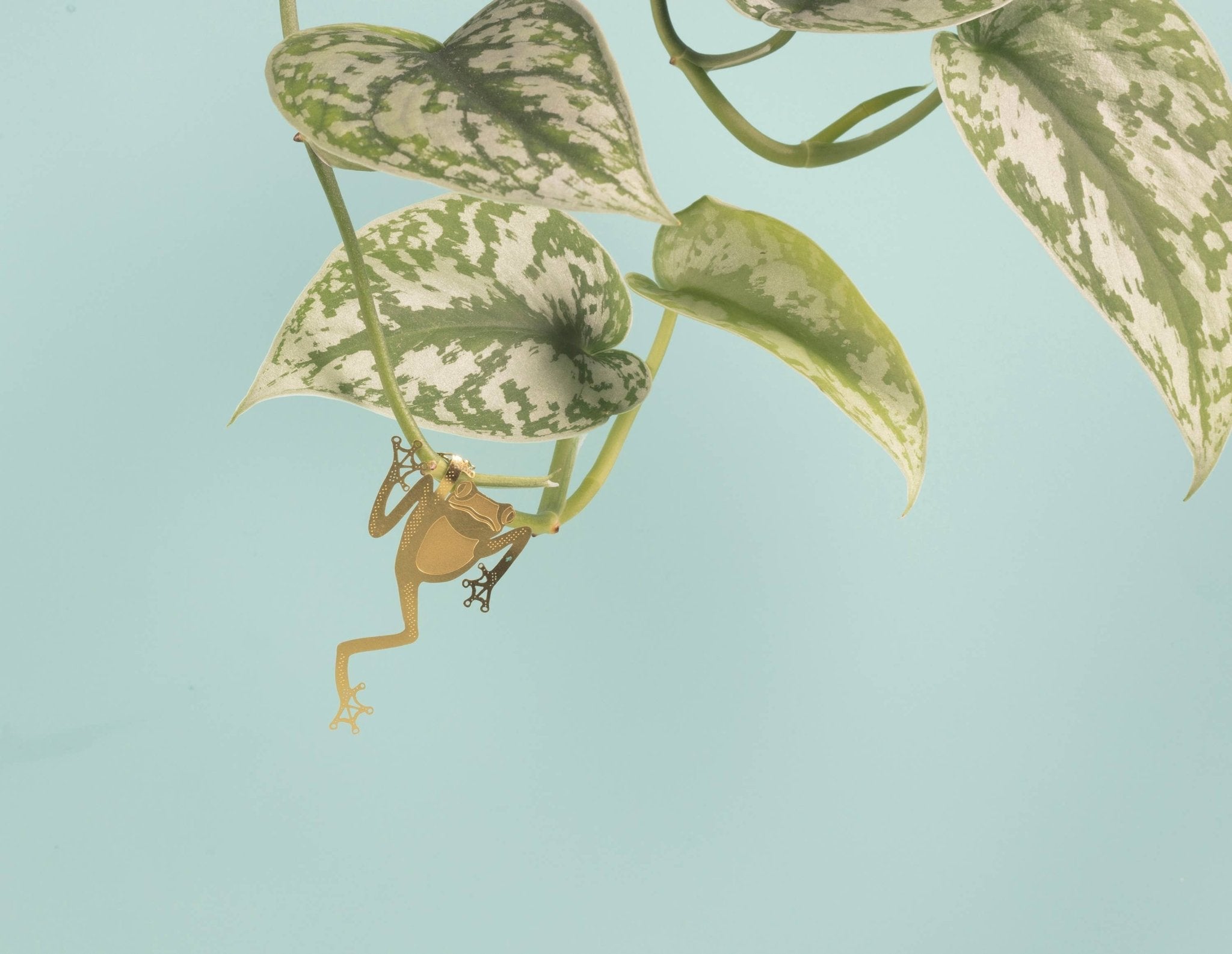 Plant Animal - Tree Frog, unique house plant gift - Oldboy&