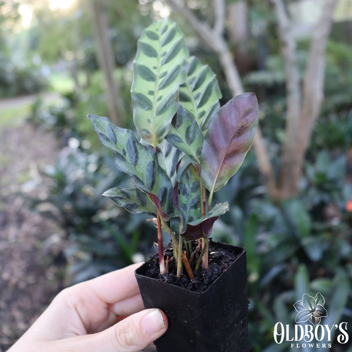 Rattle Snake Plant | Calathea Lancifolia - Oldboy&