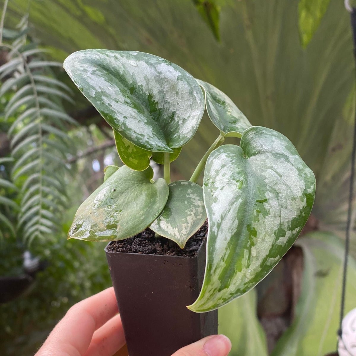 Scindapsus Pictus Exotica | Satin Pothos - Oldboy&