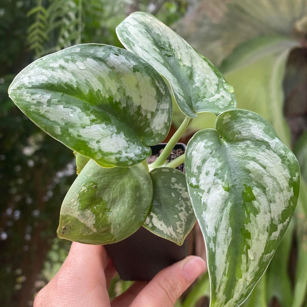 Scindapsus Pictus Exotica | Satin Pothos - Oldboy&