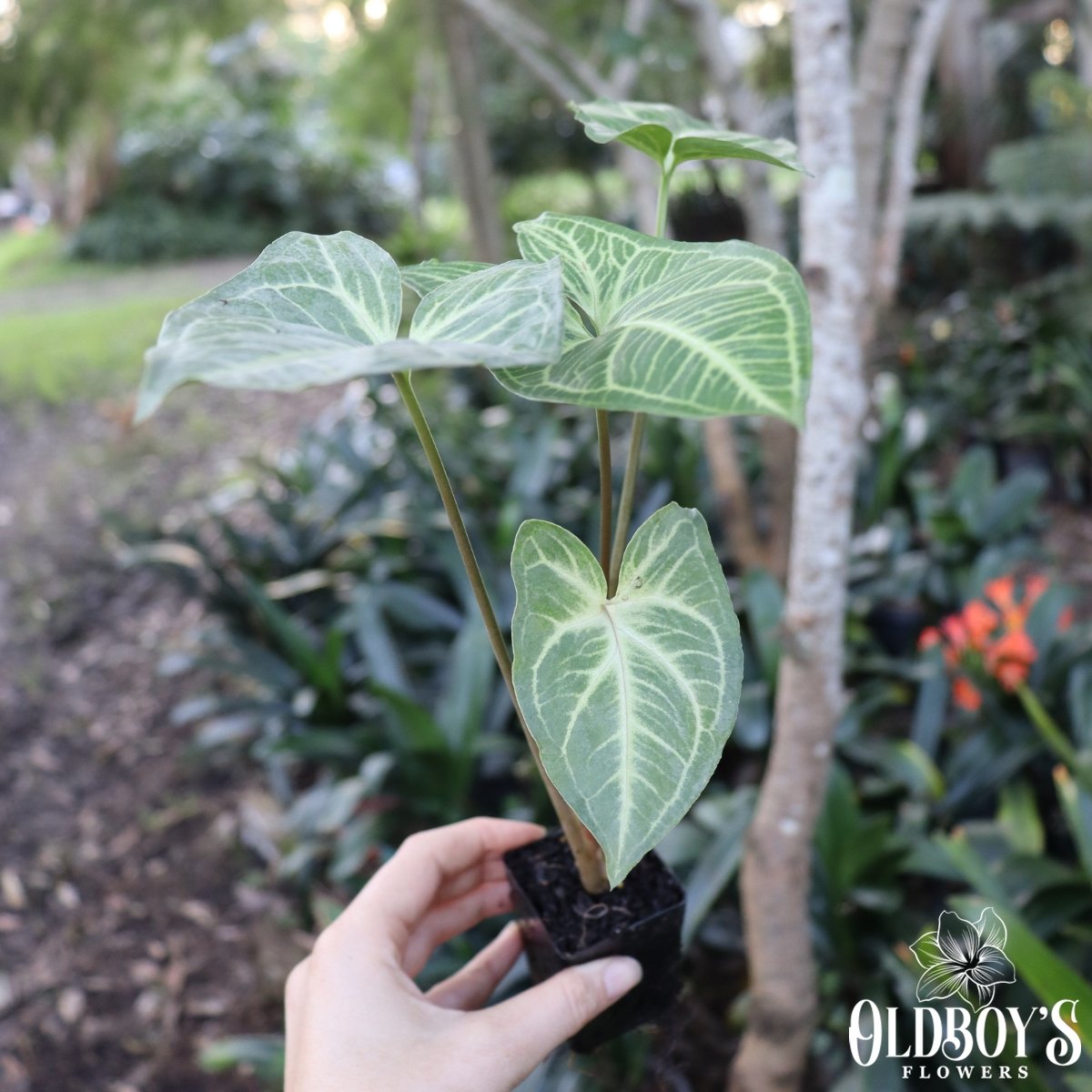 Syngonium Batik - Arrowhead Plant - Oldboy&