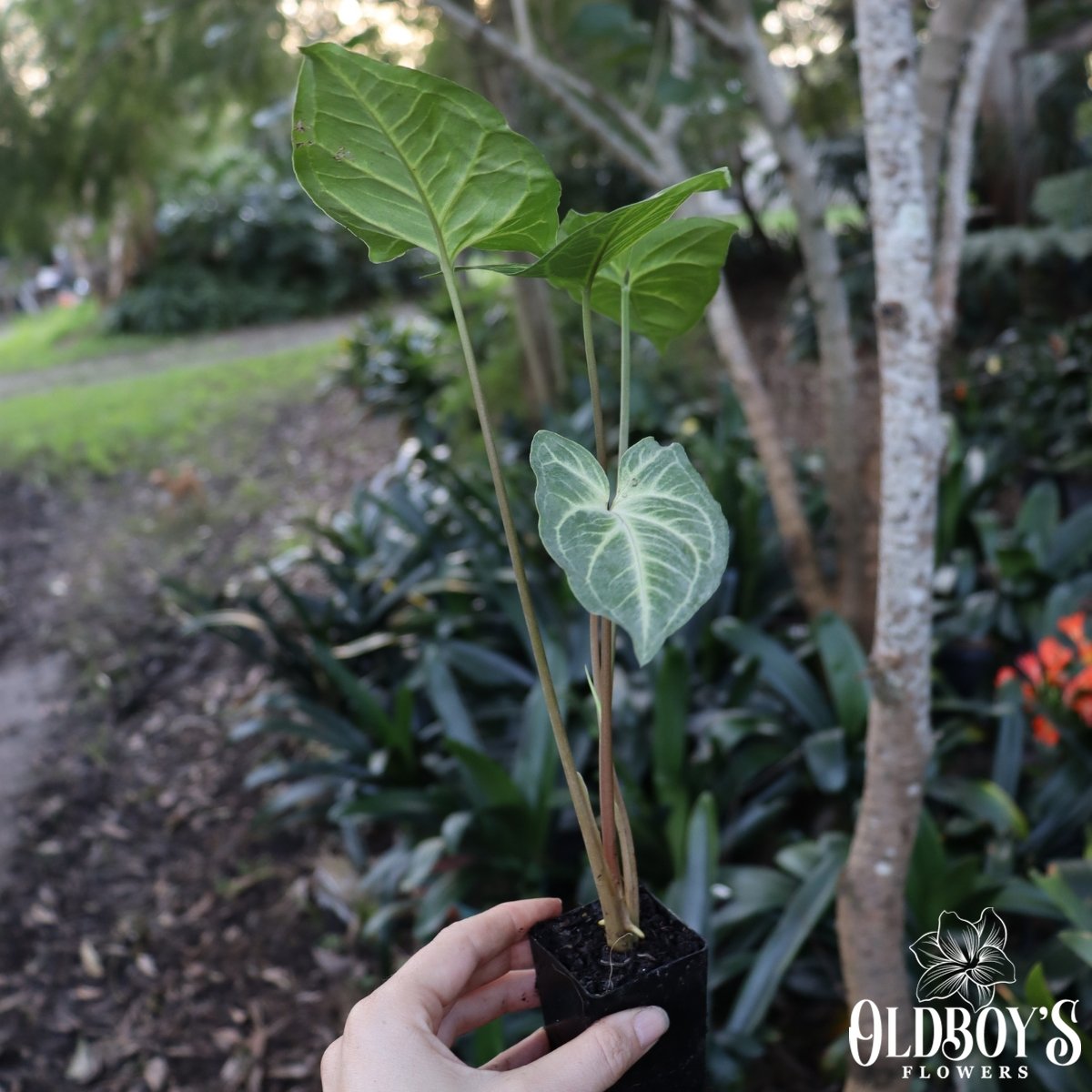 Syngonium Batik - Arrowhead Plant - Oldboy&