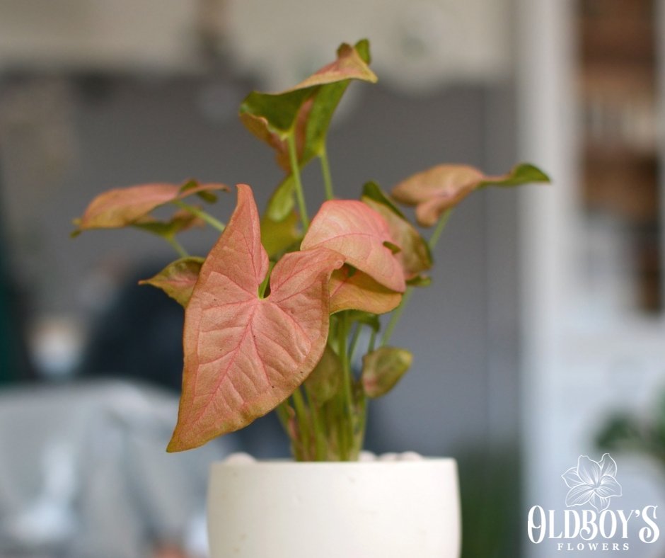 Syngonium Pink - Pink Arrowhead Plant - Oldboy&