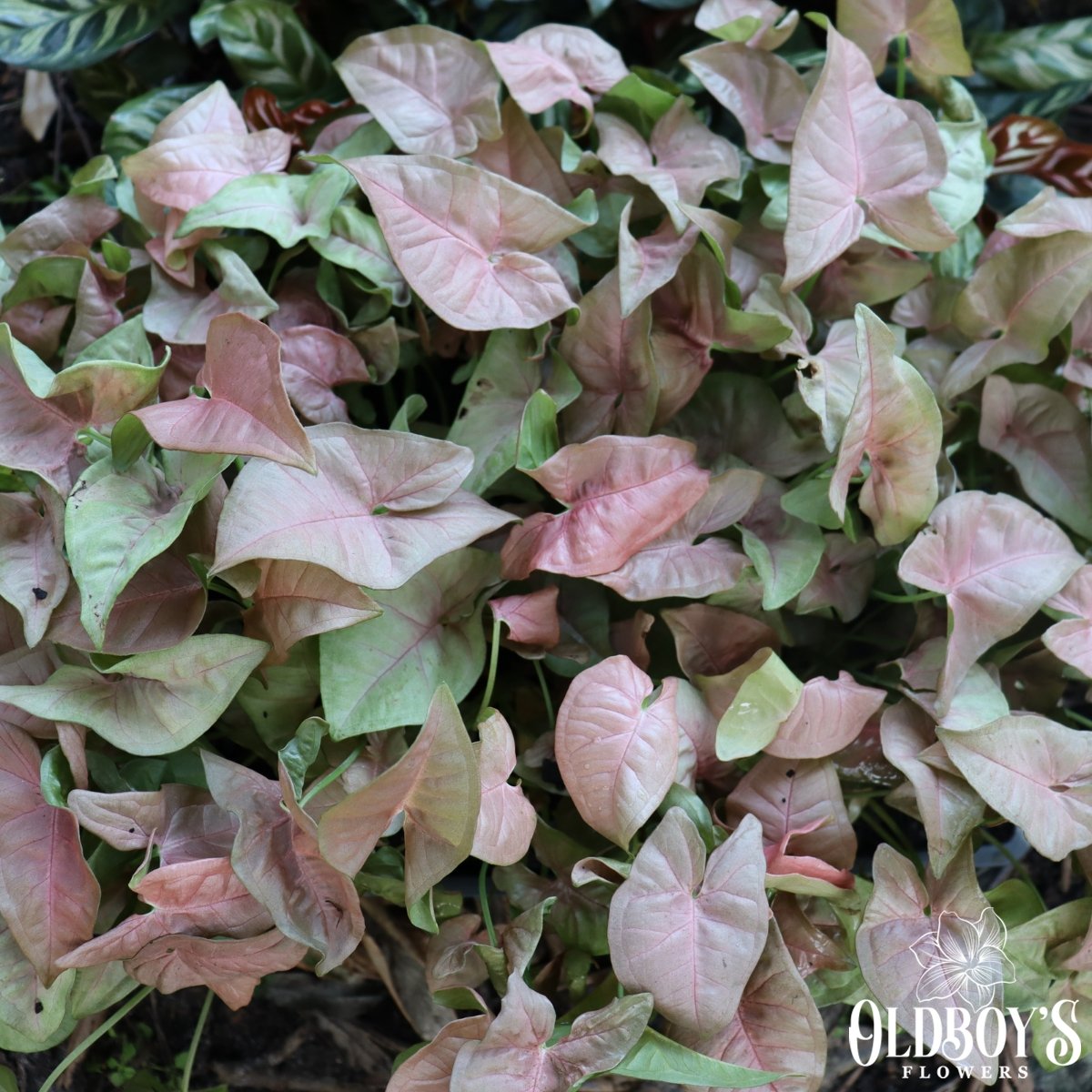 Syngonium Pink - Pink Arrowhead Plant - Oldboy&