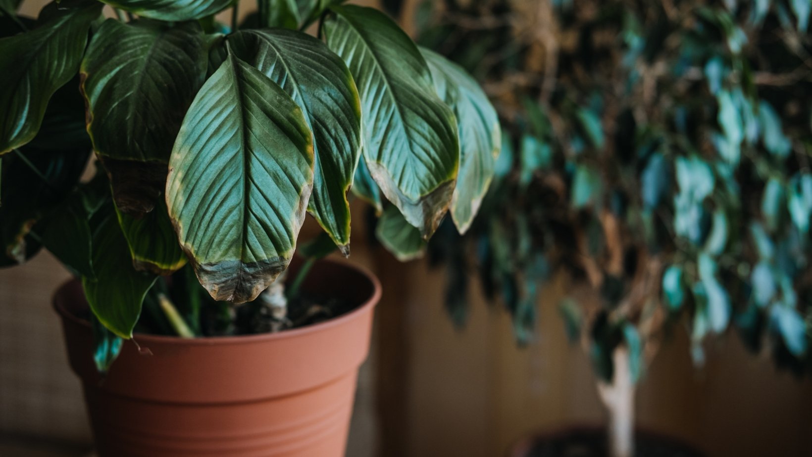 5 Main Causes For Brown Leaves On Peace Lilies | Oldboy's Flowers - Oldboy's Flowers