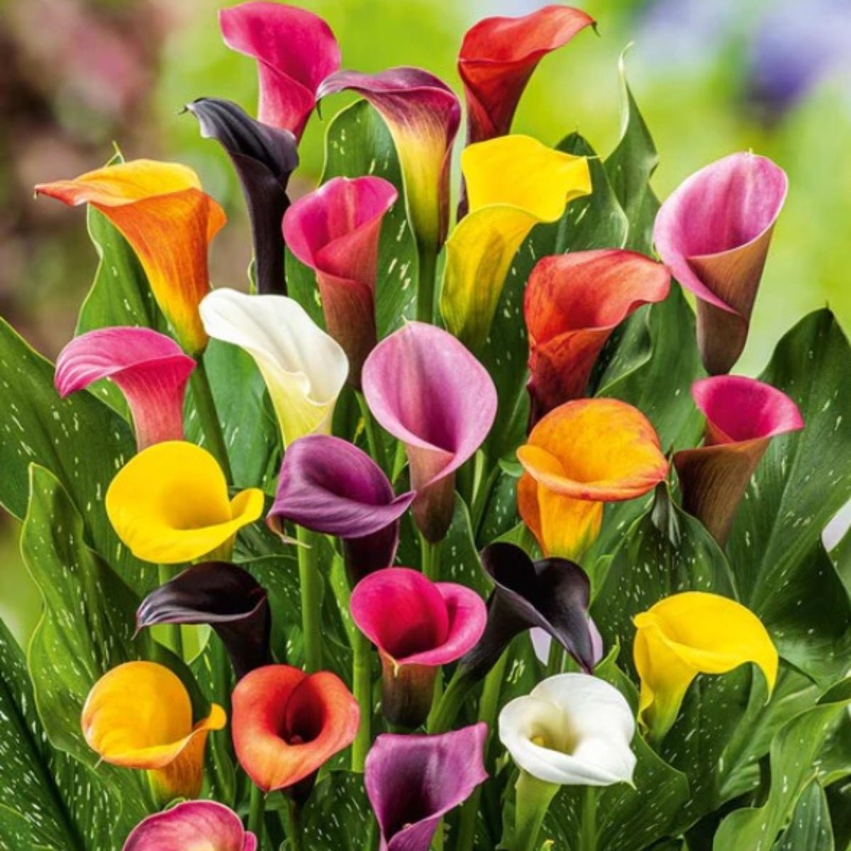 A Comprehensive Grow Guide for Stunning Calla Lilies in Australia – Oldboy's Flowers