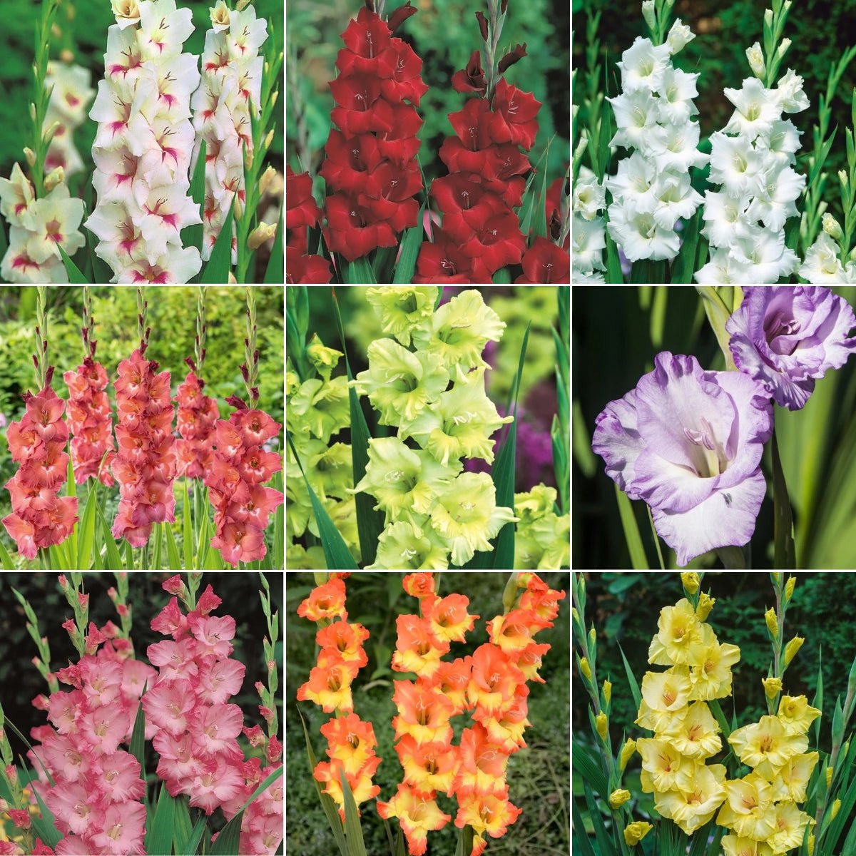 A Comprehensive Guide on How to Look After Gladioli - Oldboy's Flowers