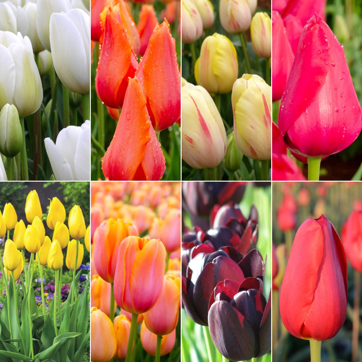 A Comprehensive Guide to Growing Tulips Across Australia - Oldboy's Flowers