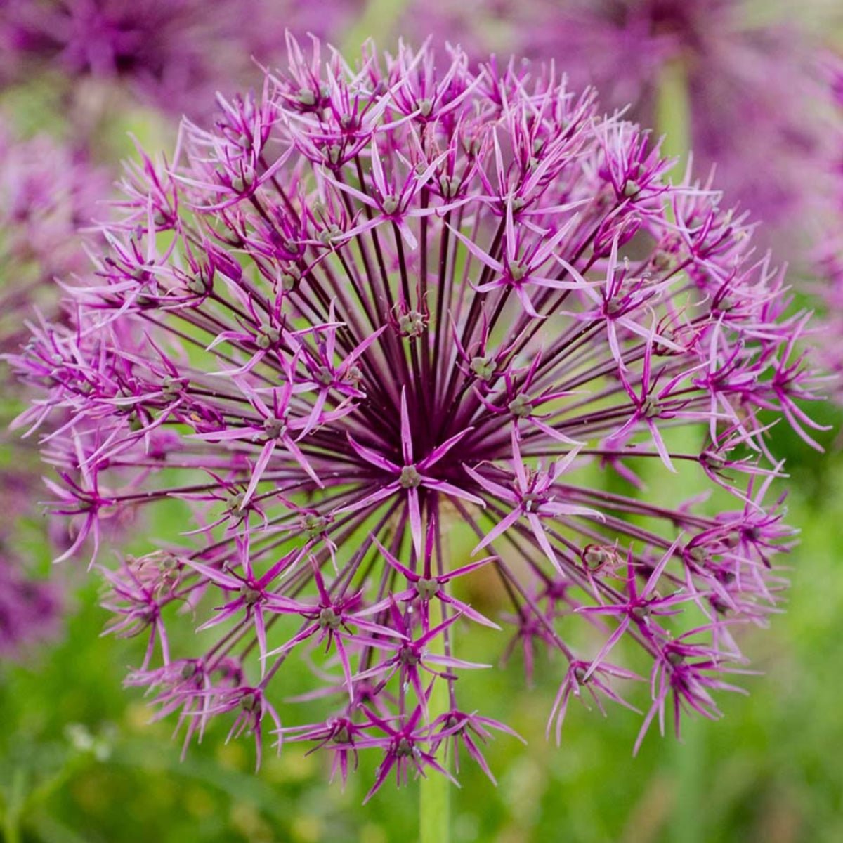 Allium Growing Guide: Essential Tips for Spectacular Blooms - Oldboy's Flowers