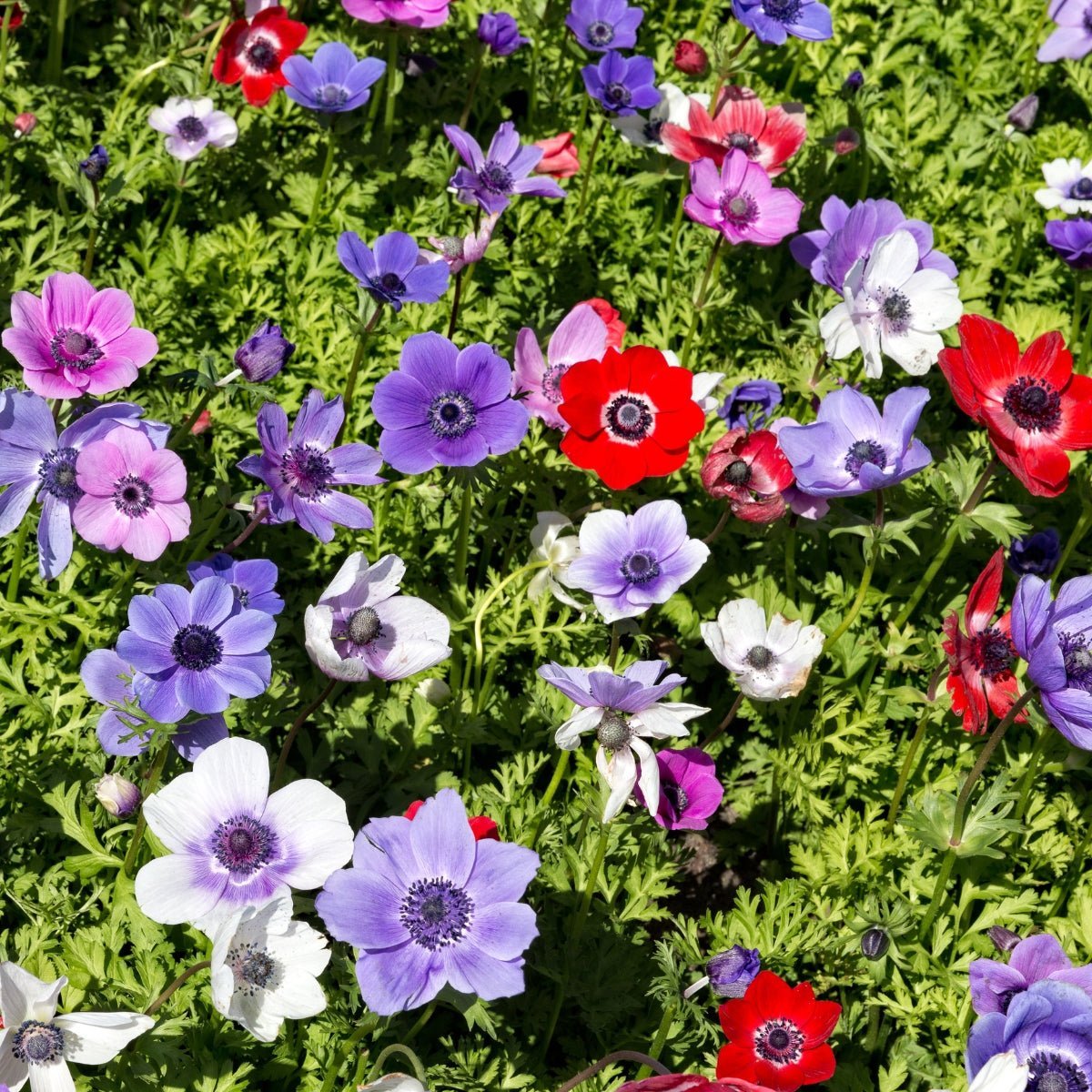 Anemone De Caen Grow and Care Guide for Australian Gardens - Oldboy's Flowers