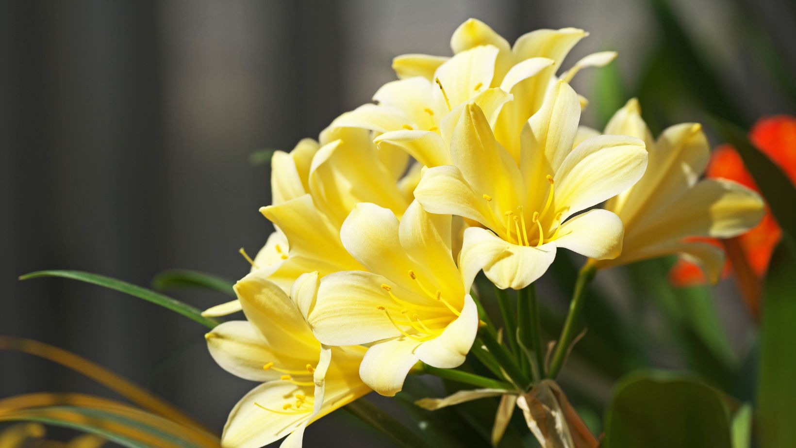 Clivia Growing Guide | Oldboy's Flowers - Oldboy's Flowers