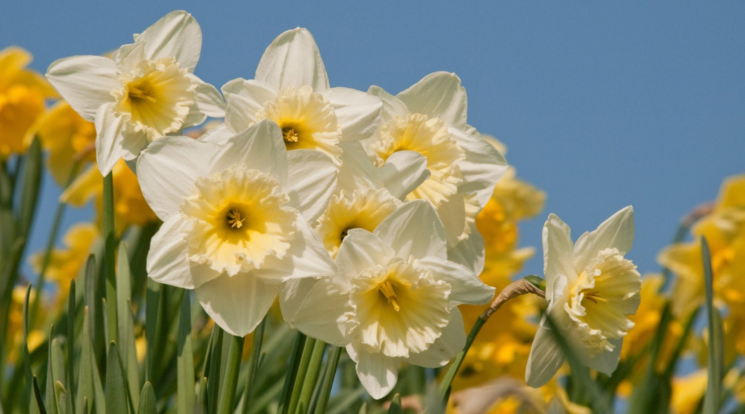 Daffodil Growing Guide: Essential Tips for Vibrant Spring Blooms - Oldboy's Flowers