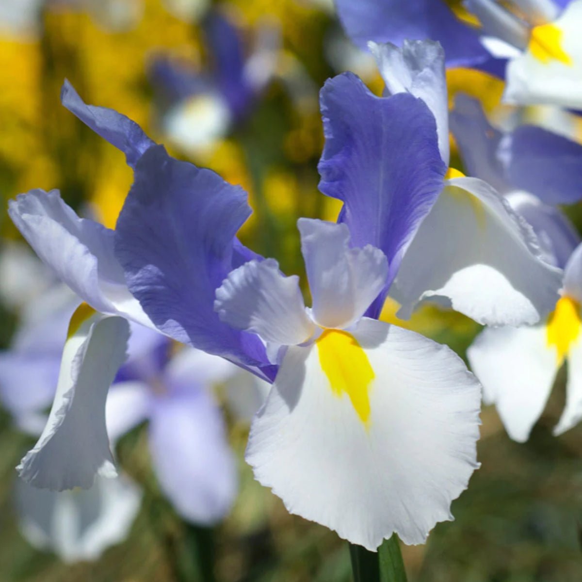 Dutch Iris Care Guide: Tips for Growing Irresistible Blooms - Oldboy's Flowers