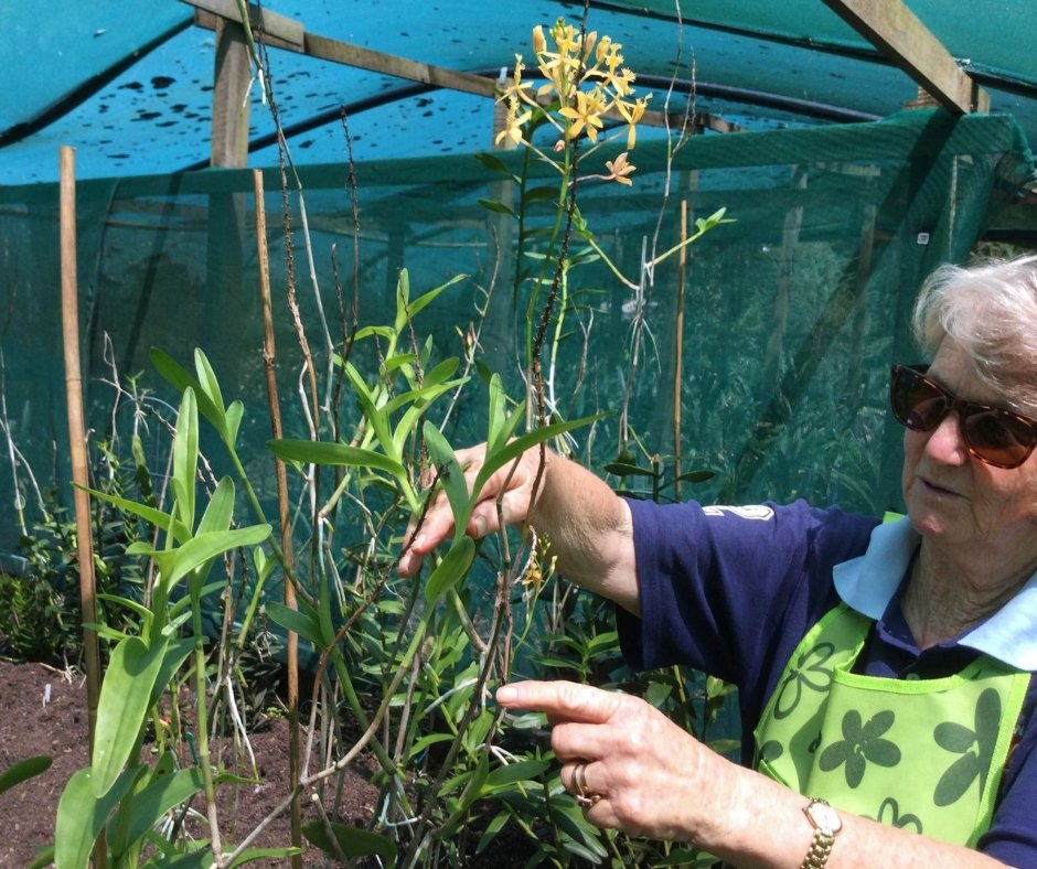 Ultimate Guide to Growing Epidendrum Orchids: Tips for Thriving Plants - Oldboy's Flowers