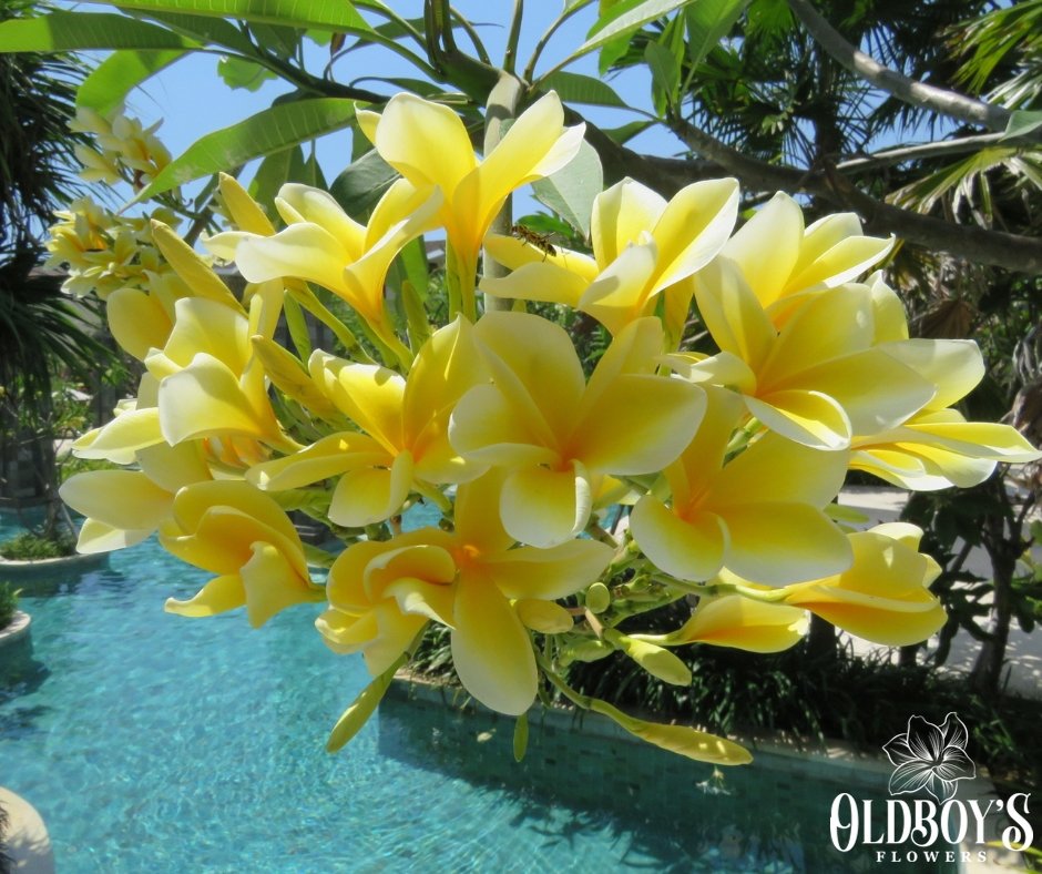 Frangipani Care – Tips to Keep your Plants Healthy and Beautiful - Oldboy's Flowers