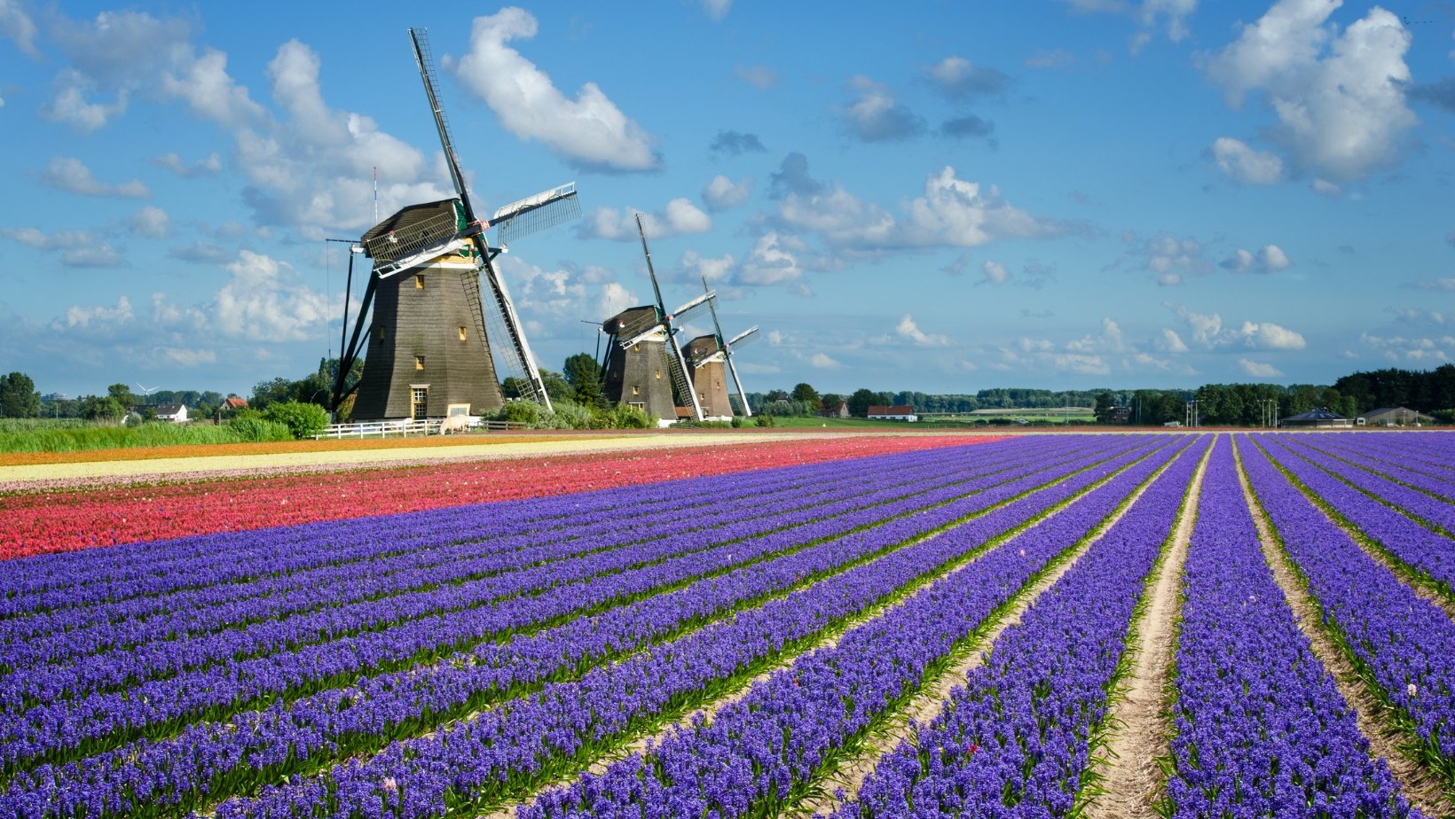 How To Grow And Care For Hyacinths + History  | Oldboy's Flowers - Oldboy's Flowers