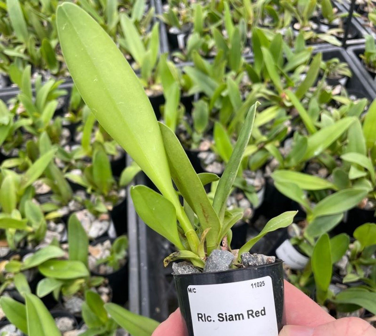 How to grow and look after Cattleya Orchids - Oldboy's Flowers
