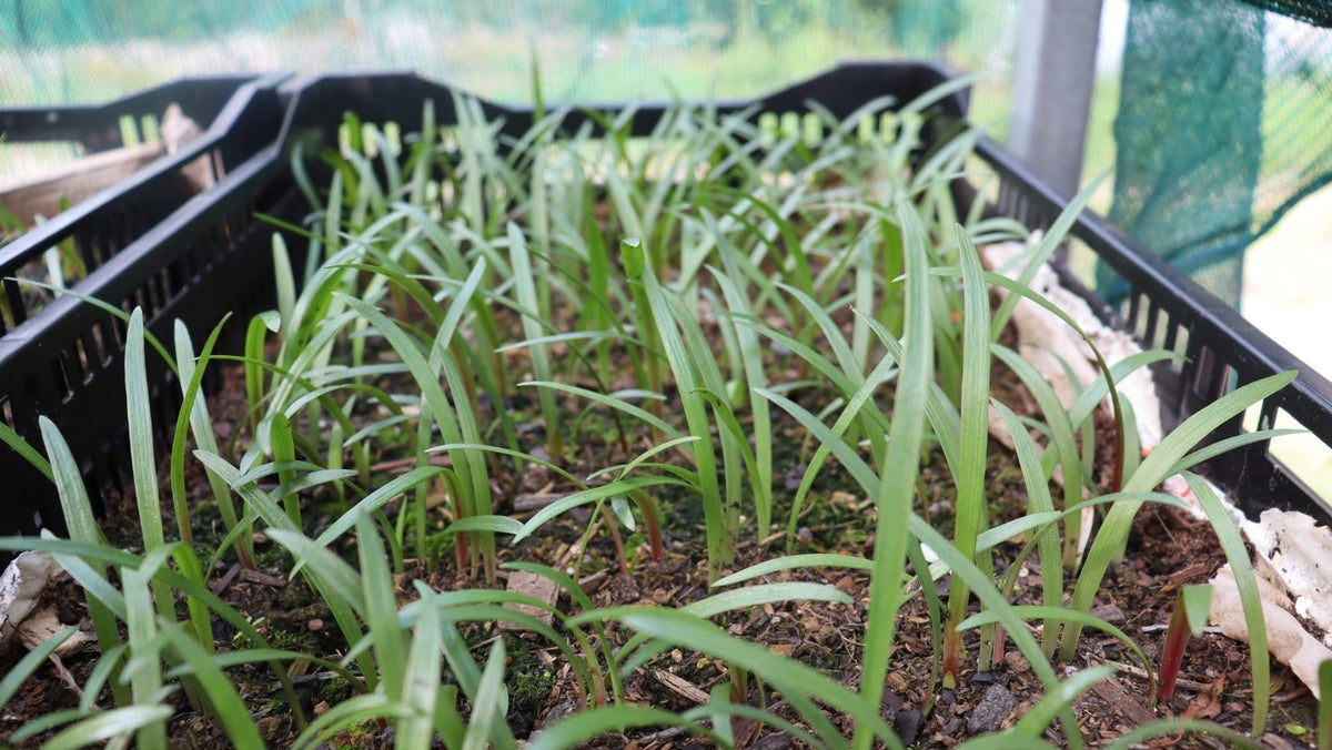 How to Grow Hippeastrums From Seed | Australian Guide - Oldboy's Flowers