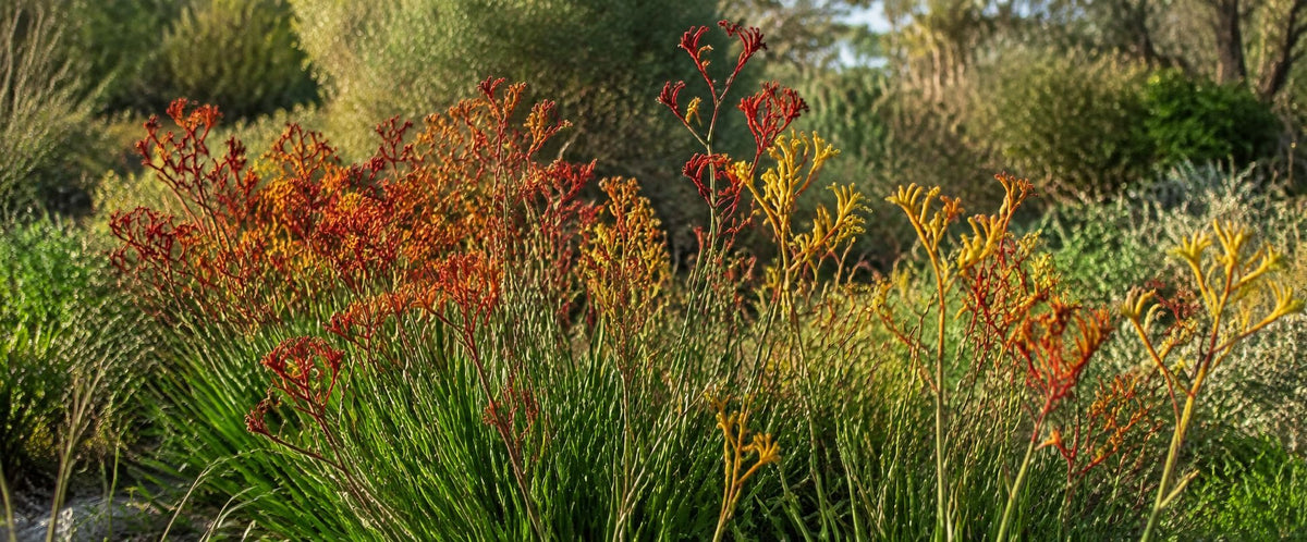 Kangaroo Paw Care Guide: How to Grow Kangaroo Paws in Australia - Oldboy's Flowers