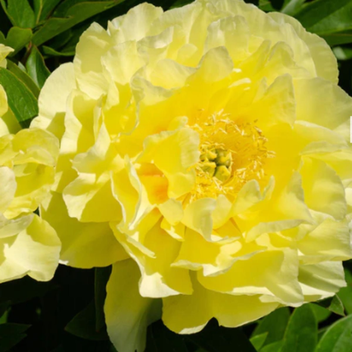 Peony Care Guide for Australia: Grow Stunning Blooms with Ease 🌸 - Oldboy's Flowers