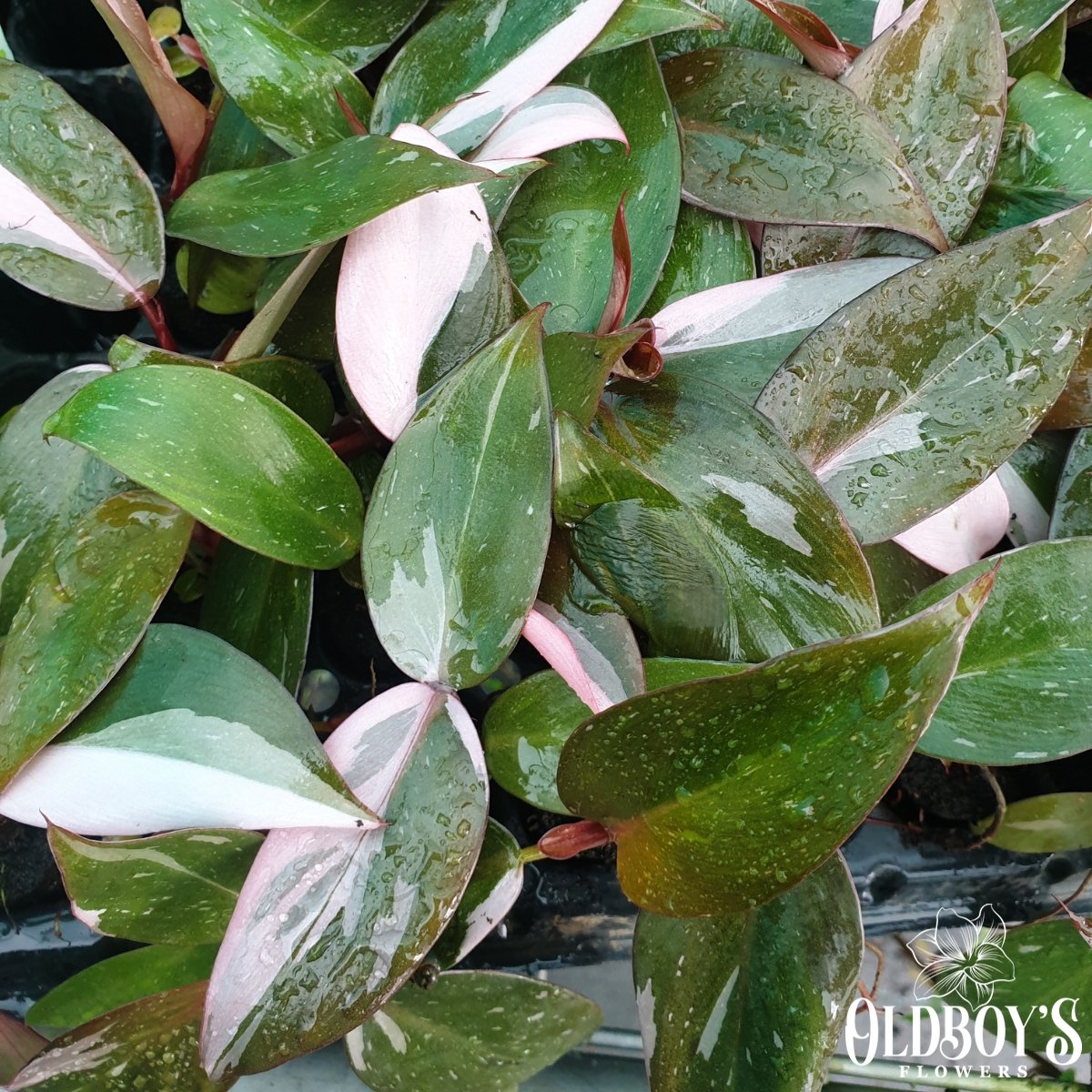 Pink Princess Cheat Sheet  | Oldboy's Flowers - Oldboy's Flowers