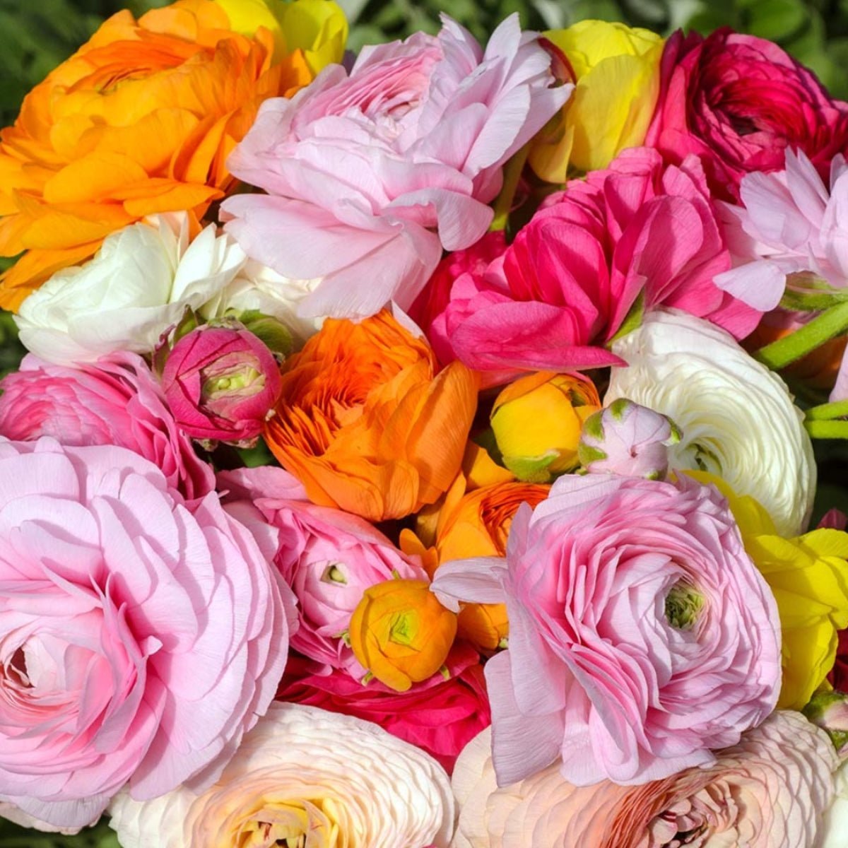 Ranunculus Growing Guide for Australian Gardeners: Essential Tips - Oldboy's Flowers