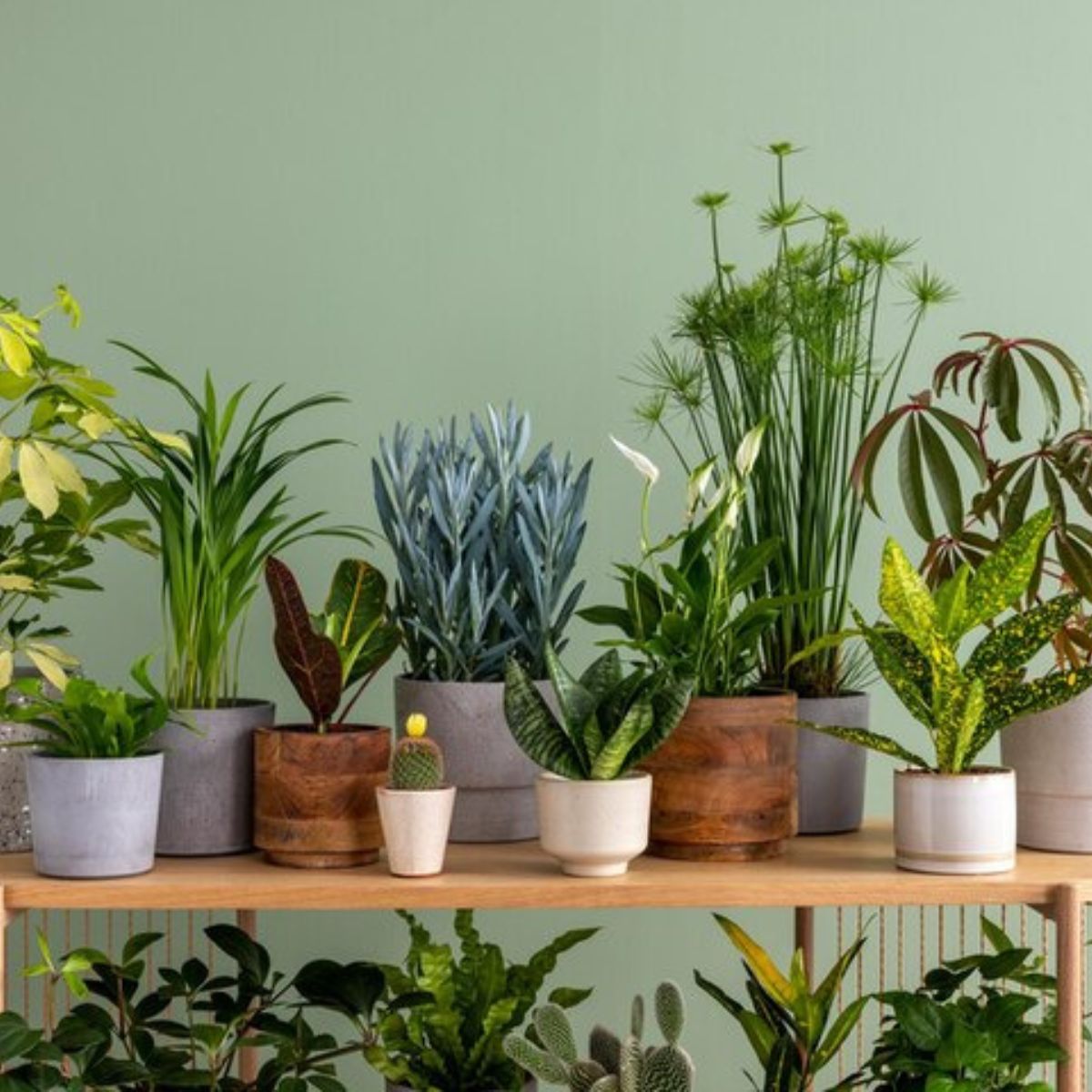 Tips for Buying Indoor Plants Online - Oldboy's Flowers