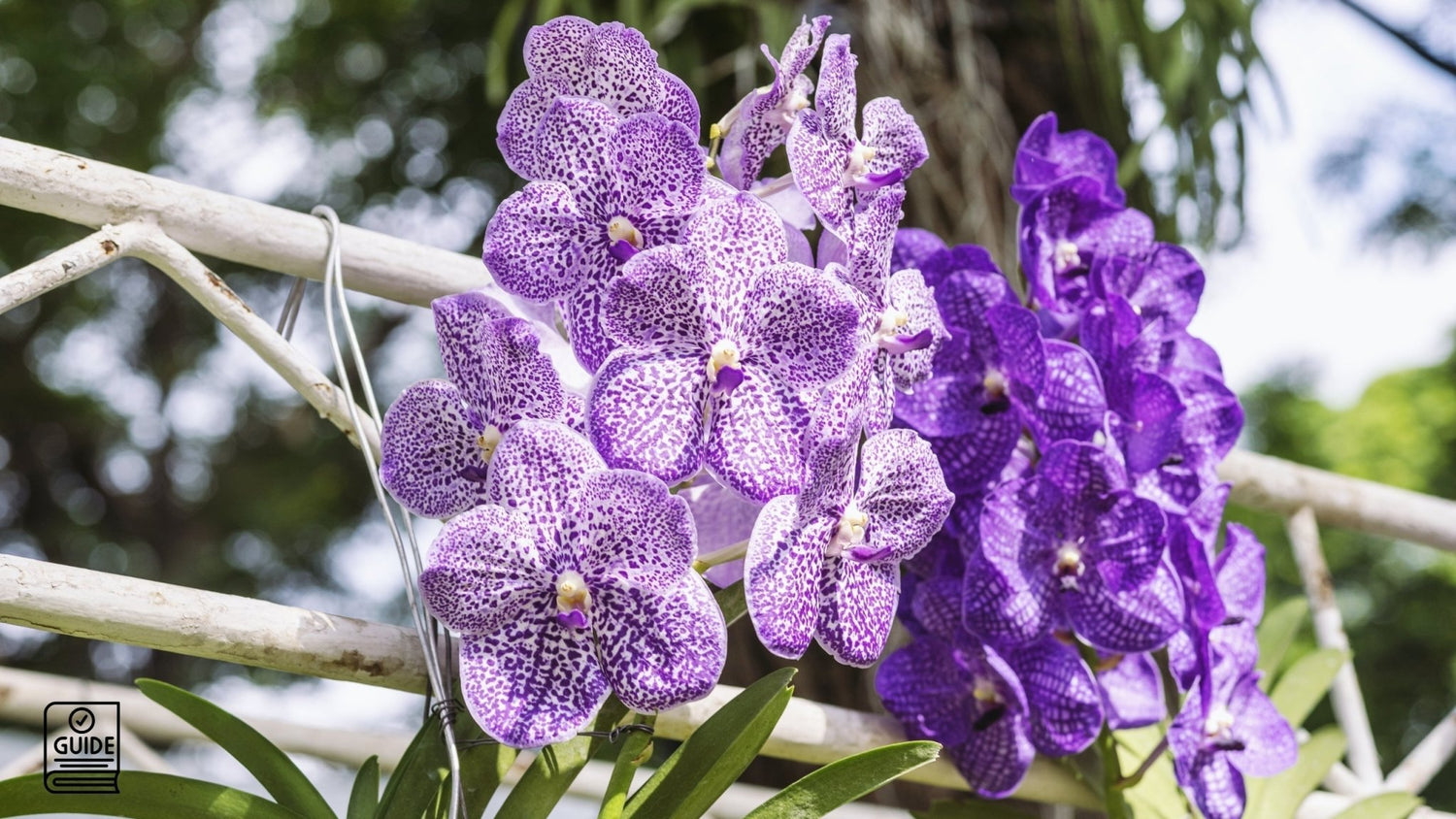 Vanda Orchid Care in Australia: Expert Tips for Aussie Growers - Oldboy's Flowers