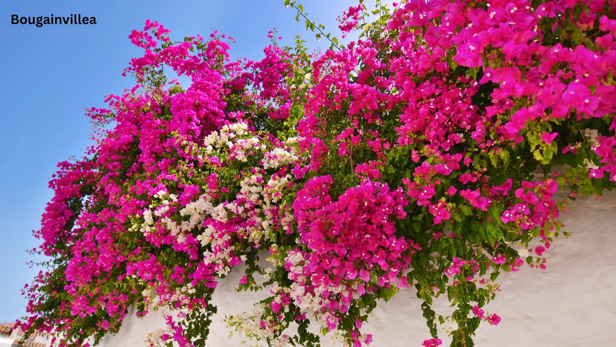 Bougainvillea Plants | Brilliant Burst & White Cascade Collection - Oldboy's Flowers
