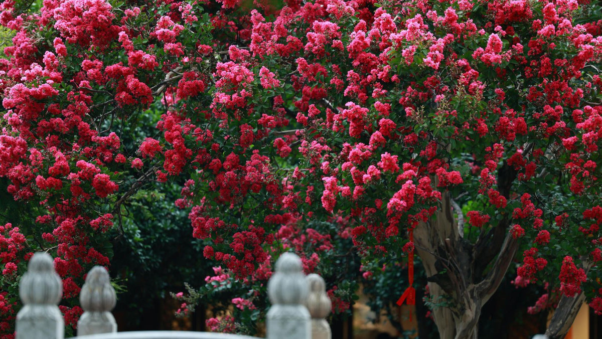 Crepe Myrtle Collection | Lagerstroemia
