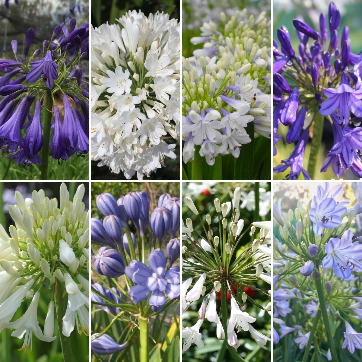 Agapanthus - Oldboy's Flowers