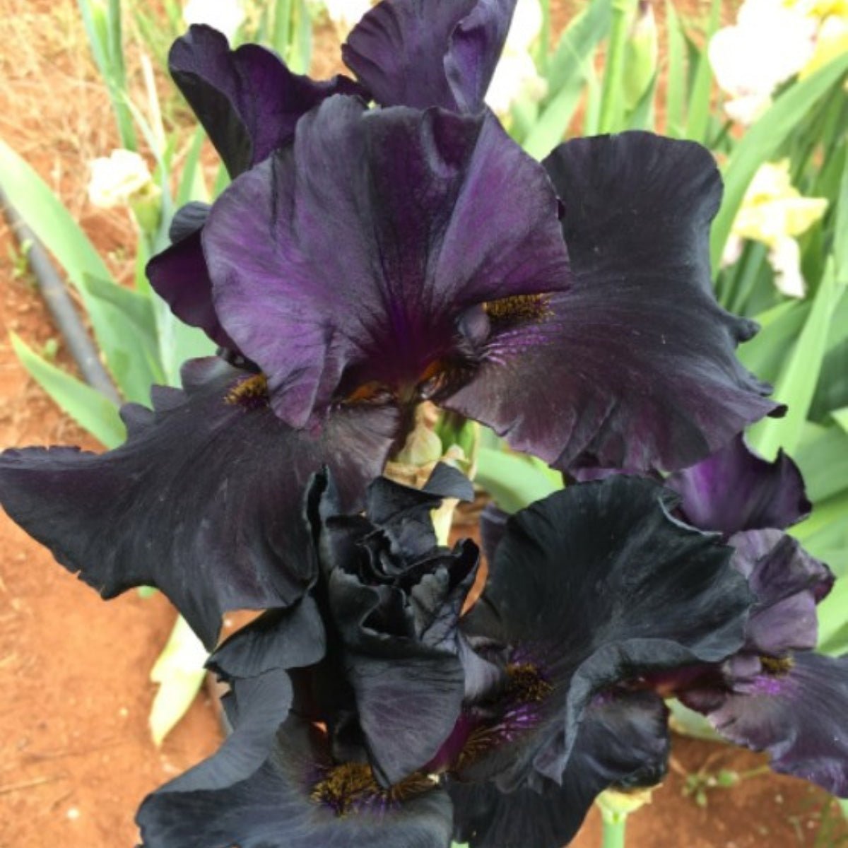 Bearded Iris Collection - Oldboy&