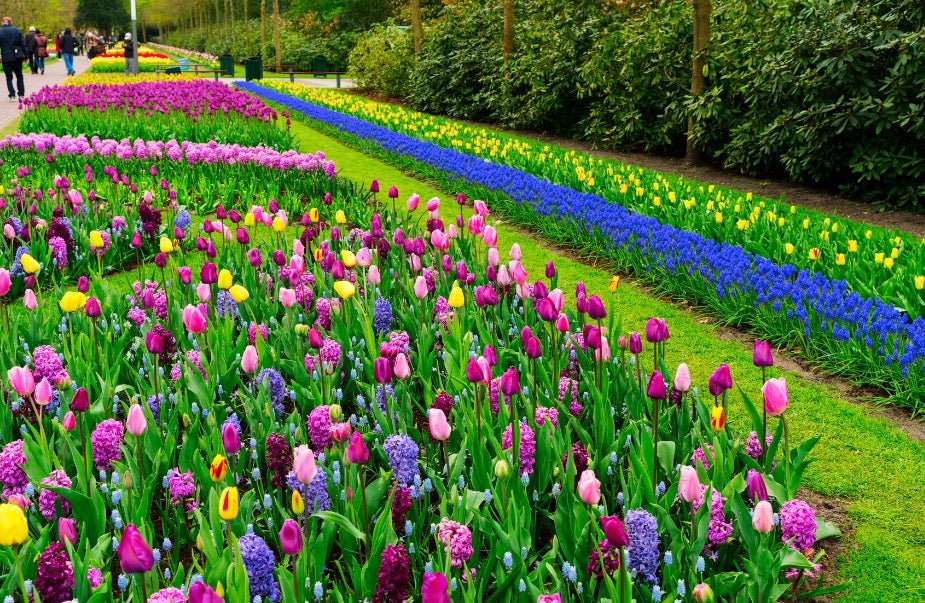 Buy Flower Bulbs Online - Oldboy's Flowers