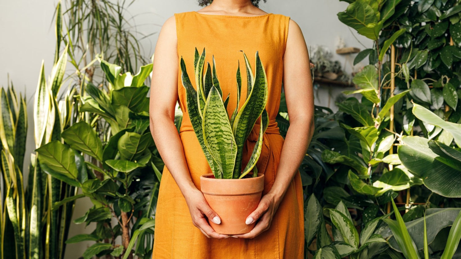 Buy Indoor Plants Online | Oldboy&