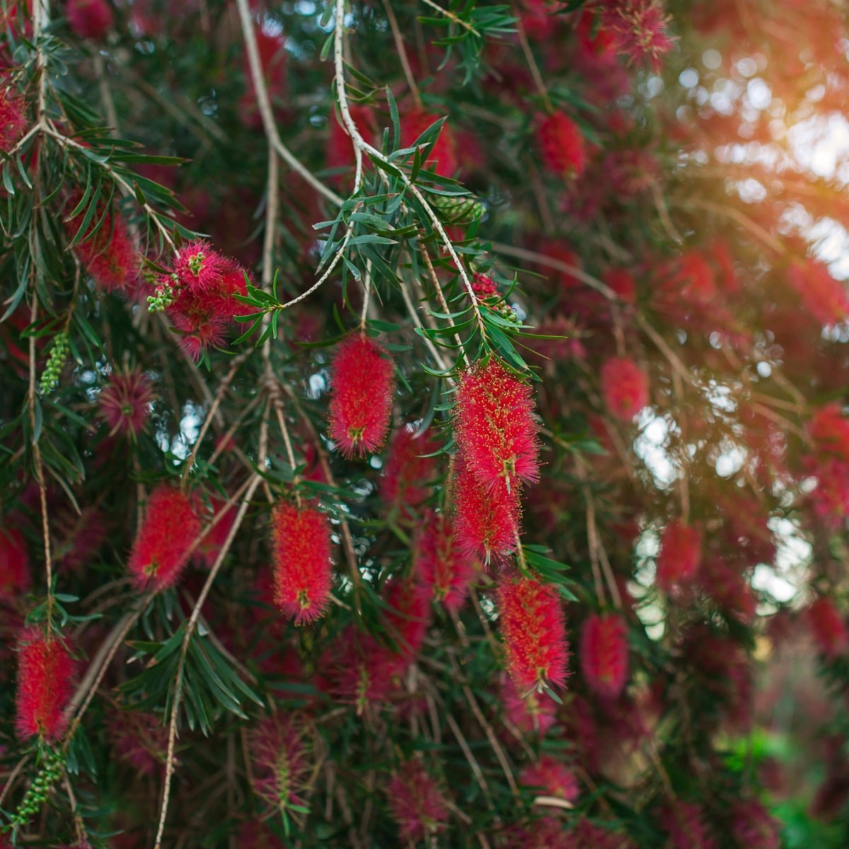 Callistemon – Vibrant Bottlebrush Varieties - Oldboy&