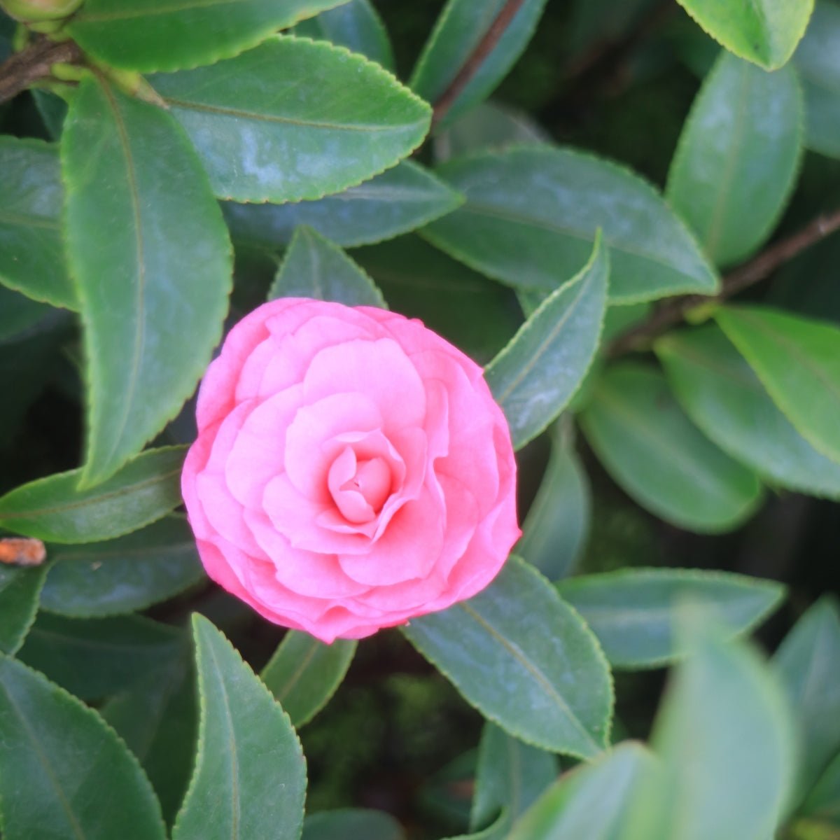 Camellia Collection - Beautiful Blooms for Autumn &amp; Winter Gardens - Oldboy&