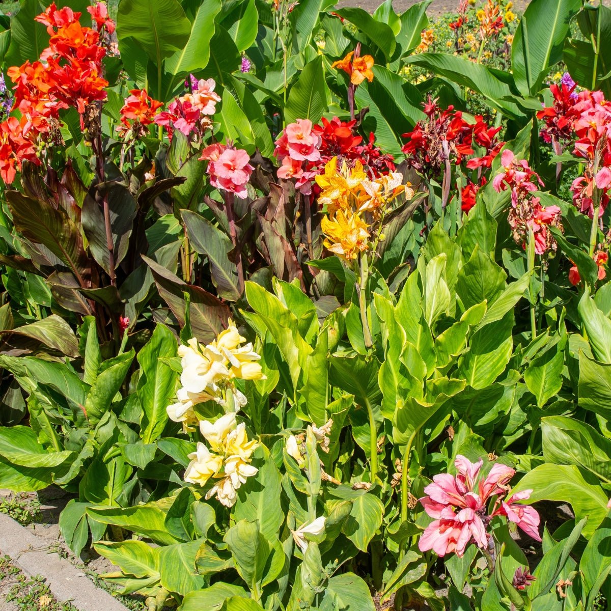 Canna Lily Collection - Oldboy's Flowers
