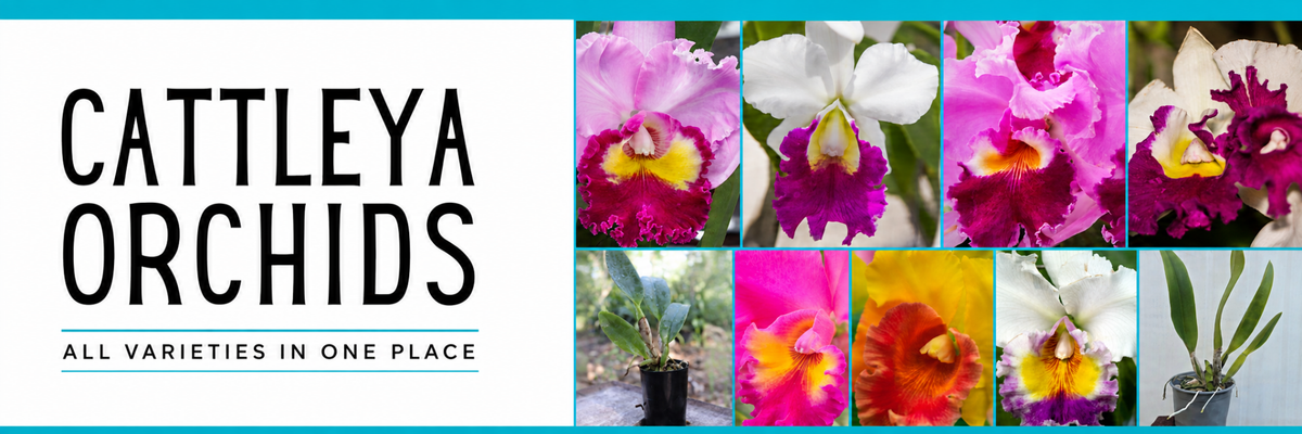 Cattleya Orchid Collection | Mericlones &amp; Collector Varieties - Oldboy&
