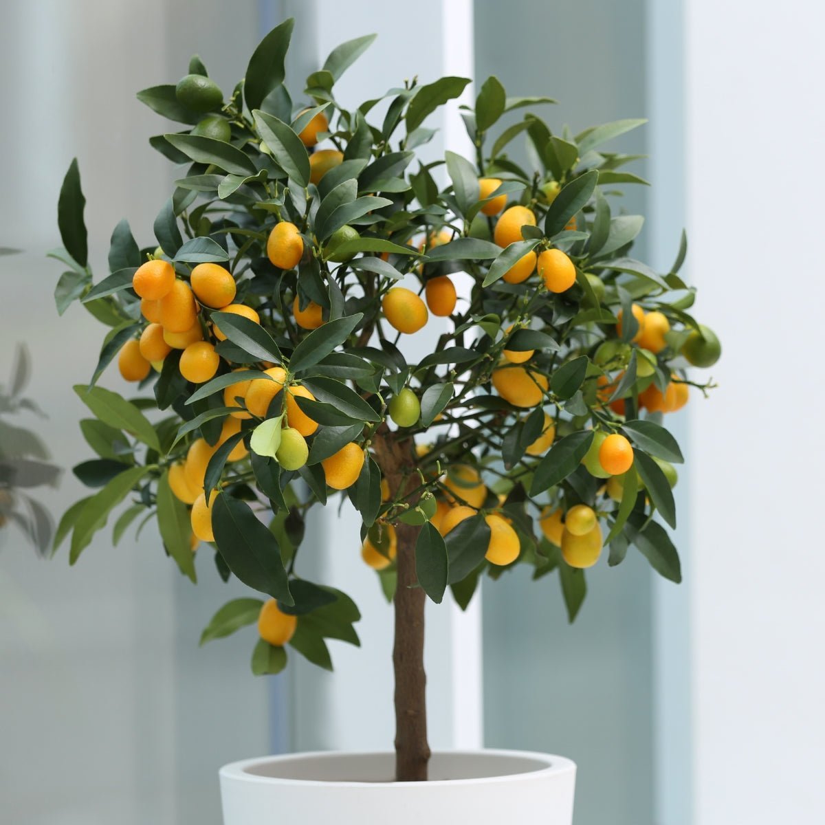 Citrus, Kumquat & Olive Trees | Fruit Trees for Australian Gardens - Oldboy's Flowers