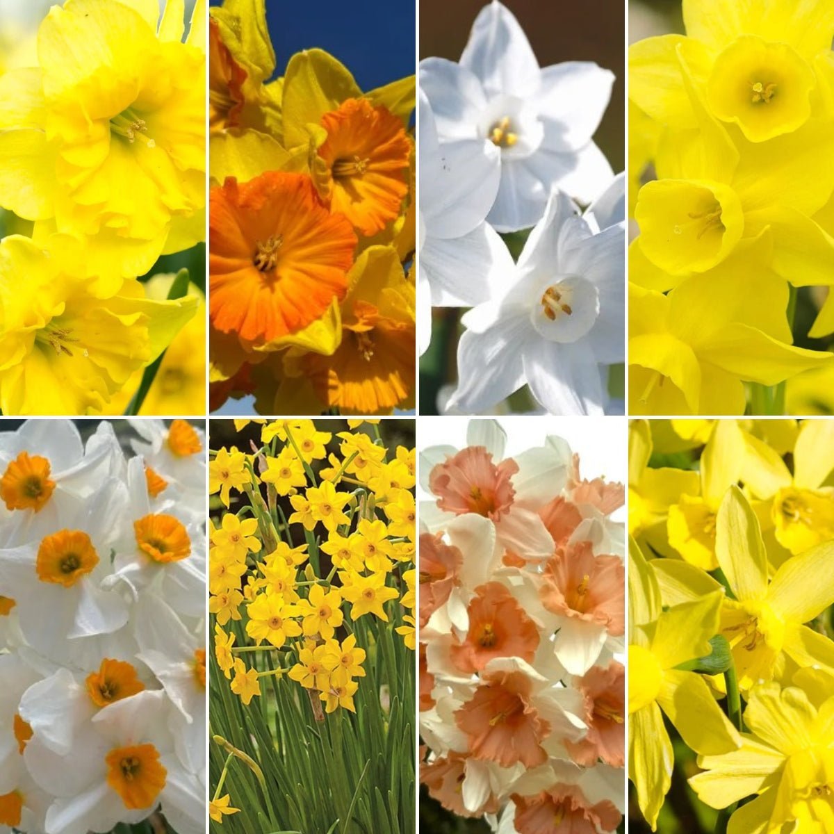 Daffodil Narcissus Collection - Oldboy&