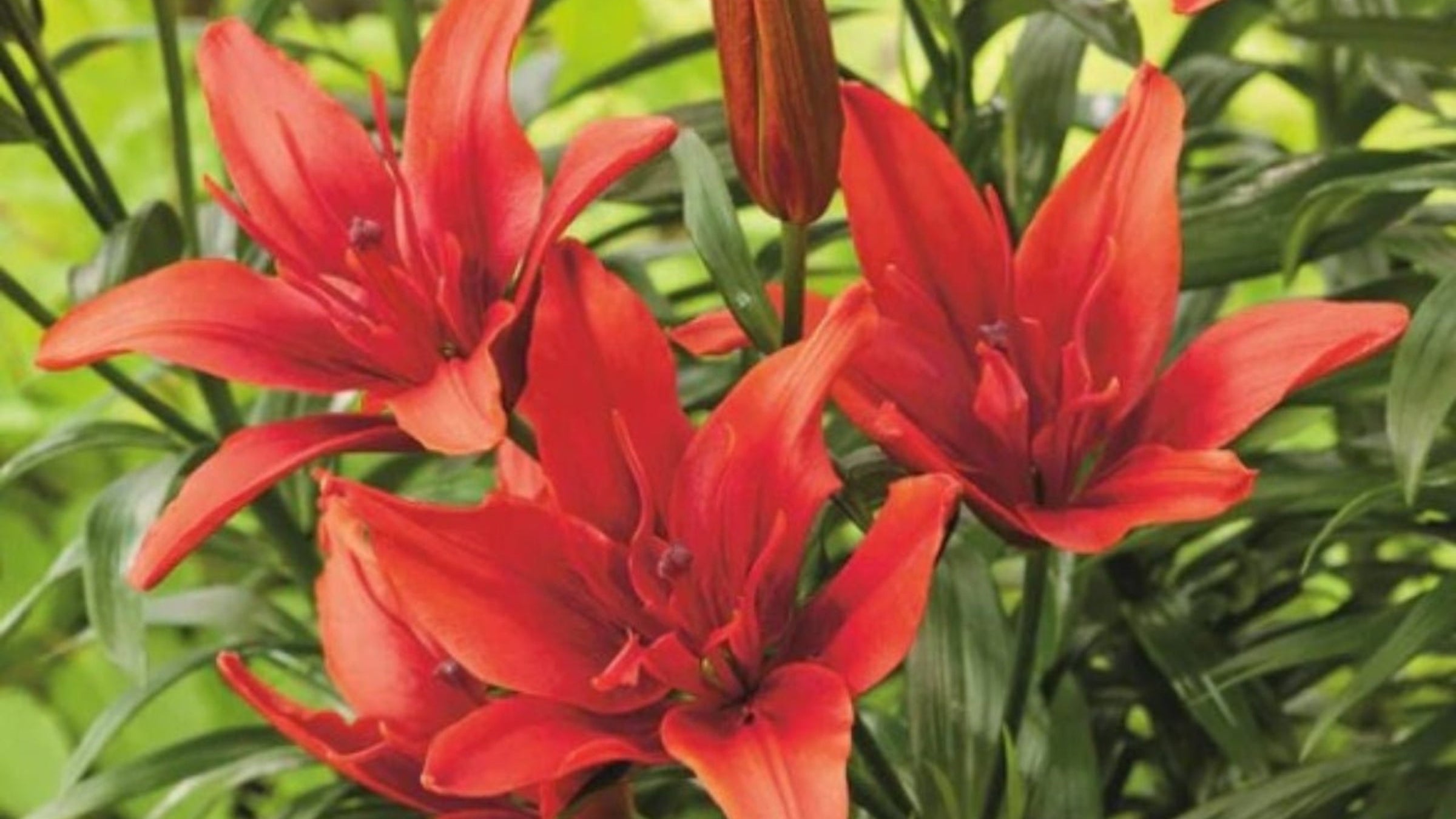 Double Asiatic Lilium – Lilium (Asiatic Hybrid) - Elegant Ruffled Blooms - Oldboy's Flowers