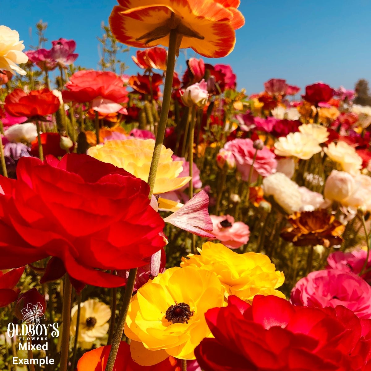Florentine Ranunculus Collection - Oldboy&