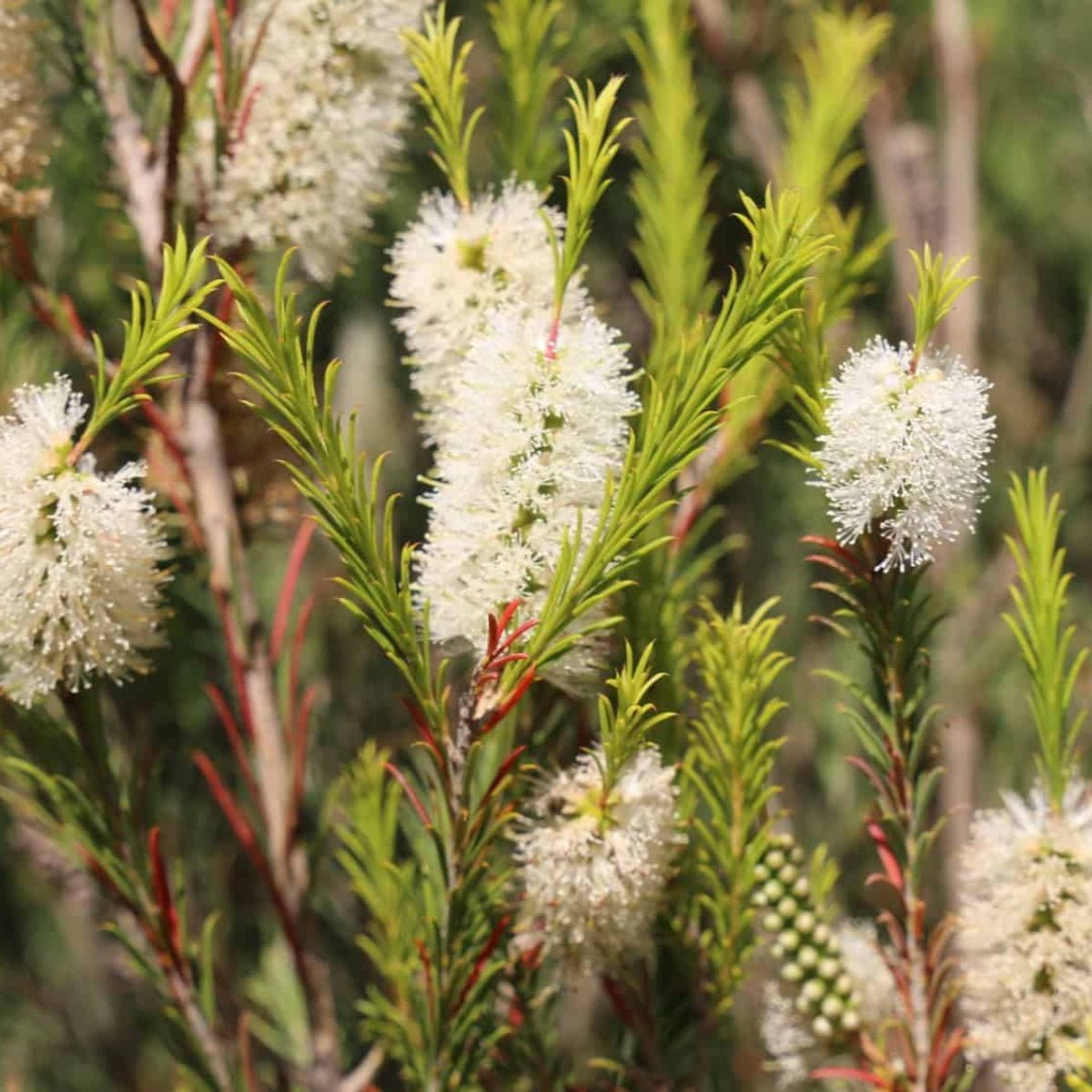 Flowering Shrubs & Small Trees | Native & Ornamental Plants for Gardens - Oldboy's Flowers