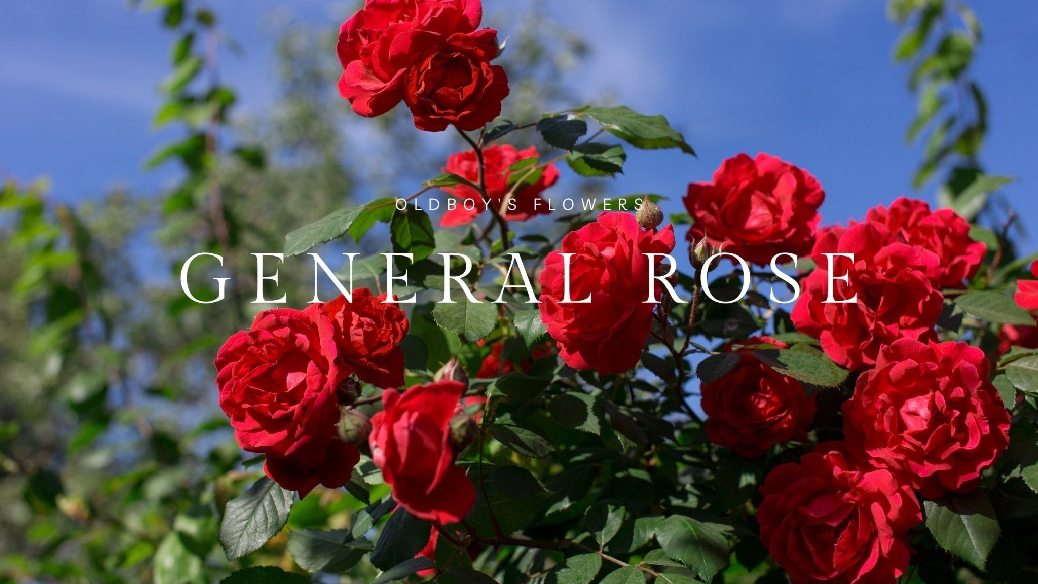 General Rose Collection – Timeless Garden Favorites - Oldboy's Flowers