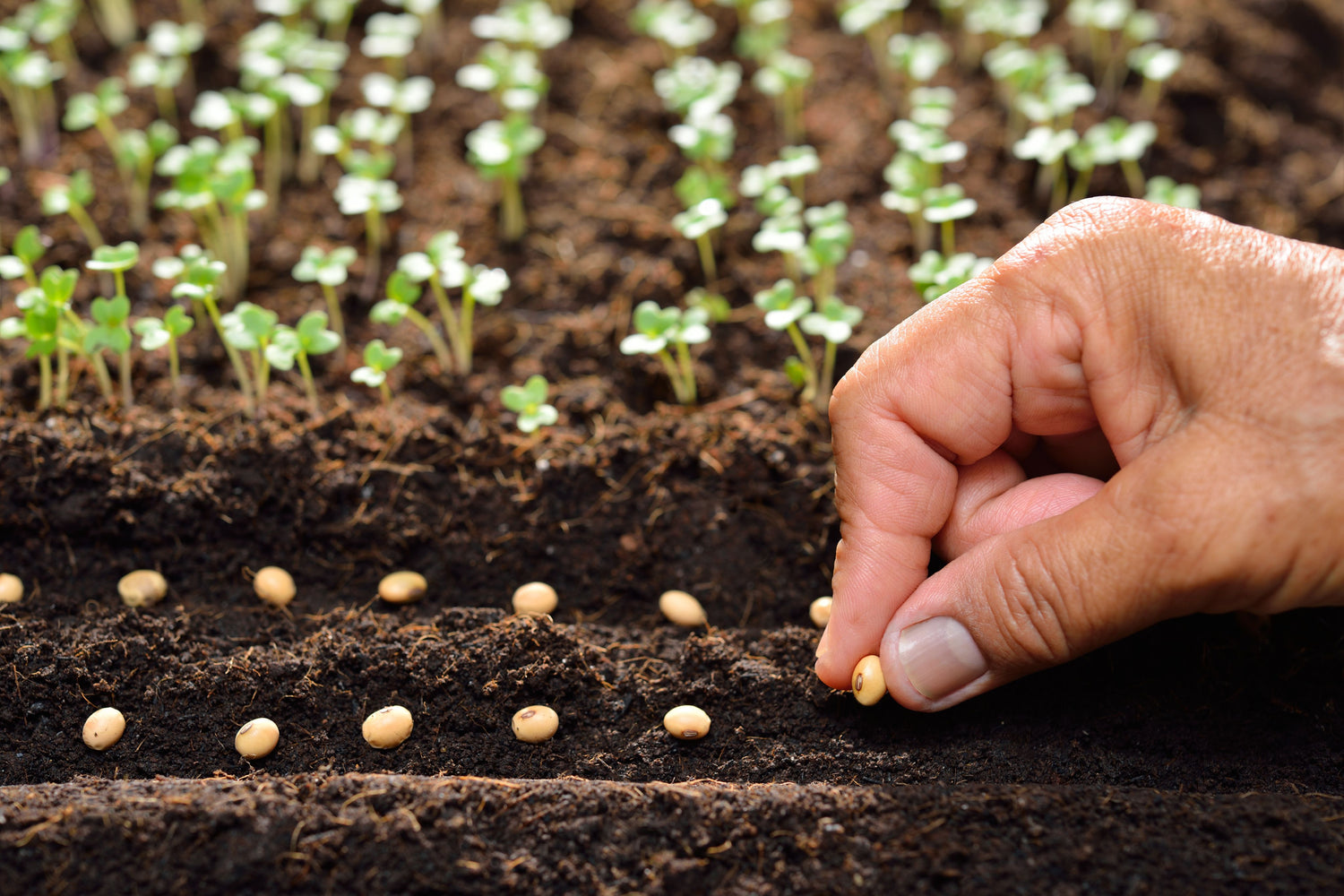 Gift Of Seeds - Oldboy&